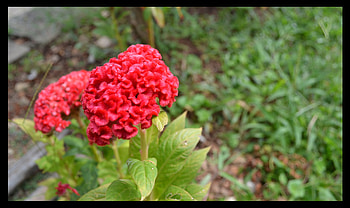nice FLower.., amadeen, kum33r, graverobber, nice-destiny, purplehaze74, merih1, kkraja, jacqelinela, morizmo, floriana, spanish-gurl, santos23, robotic, pinegreen, levyznin, jwoof, ramyadevims, sewenka, mello, truckdriver, kull, ohio, sotos, jackie133, mj90, myst3rio, itta31, janu12, irwin, deadcreed12, zeeshan7, solidgiant, justin636, walt513, norbevort, nadxxm, anonymous, dencedex23, pekagibson, imransajan6, bluerose, tedisoo, ozzy5555, dreamer-girl, jercko, javajodi, sensssor, perscons, lu, adel, feliperovere, eremit, delorean, gwgreen1 HD wallpaper