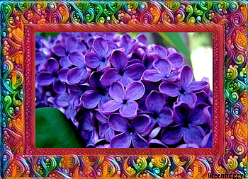 LOVELY LILACS, PRETTY, FLOWERS, FRAMED, LILAC HD wallpaper