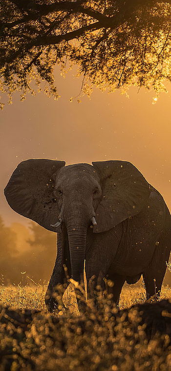 Elephant in forest, Sunbeams through trees, Tranquil morning, Ethereal beauty HD phone wallpaper