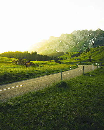 Landscape, Nature, Trees, Grass, Mountains, Road, Switzerland, Sunlight HD phone wallpaper