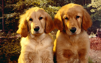 Dogs, dog, sweet, couple, puppy HD wallpaper
