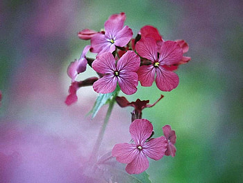 Flowers in the Wilderness, purple, flowre, nature, wild HD wallpaper