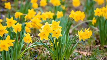 Yellow Daffodils Flowers Petals Green Leaves Plants Field Flowers HD wallpaper