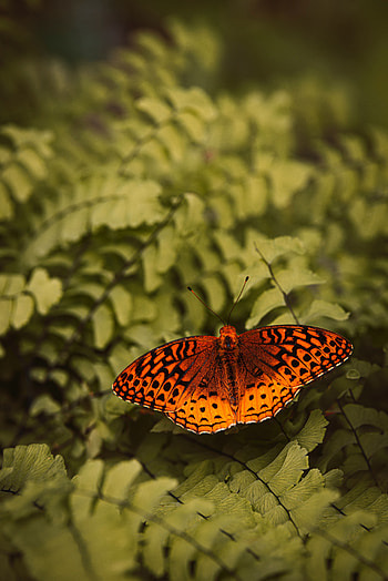 Plant, Macro, Fern, Insect, Butterfly, Mother Of Pearl Euphrosine, Pearling Euphrosin HD phone wallpaper