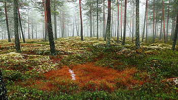 A small marsh in a foggy Swedish forest, mist, autumn, trees, leaves, scandinavia HD wallpaper