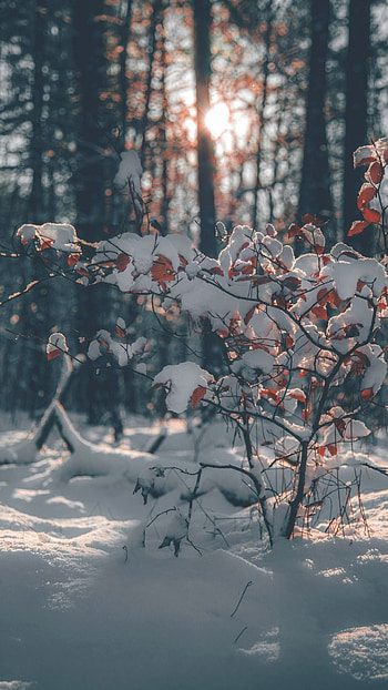 Winter Aesthetic, Snowflake HD phone wallpaper