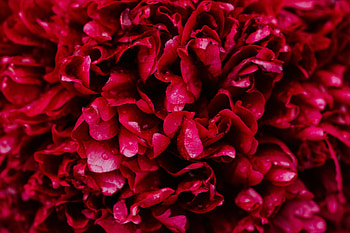 Pink, Drops, Macro, Petals HD wallpaper