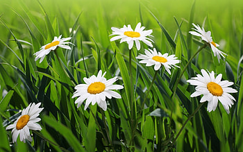 Plants, Flowers, Camomile HD wallpaper