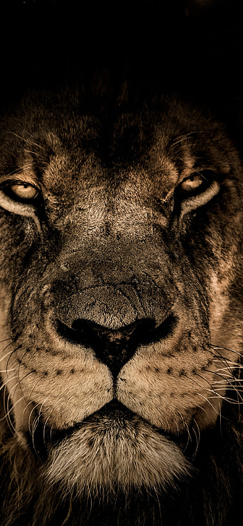 African lion, Beast predator, Muzzle close-up HD phone wallpaper