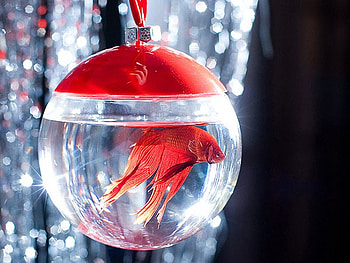 Red Fish, , red, cool, in jar, fish HD wallpaper