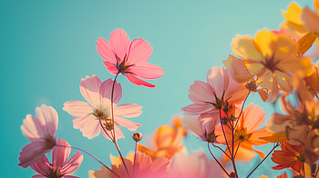 Spring Blossom, spring HD wallpaper
