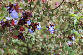 Vrede, purple, blooms, green, beauty HD wallpaper