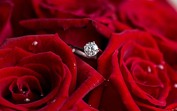 Flowers, Roses, Objects, Jewelry HD wallpaper