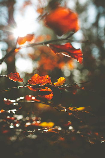 Nature, Autumn, Leaves, Macro, Branch HD phone wallpaper
