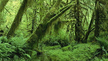 Green. this [ Stop ] HD wallpaper