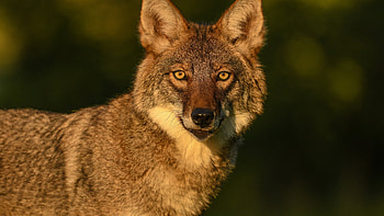 Close up background, Wolf portrait bokeh, Handsome coyote section, Animal graphy HD wallpaper