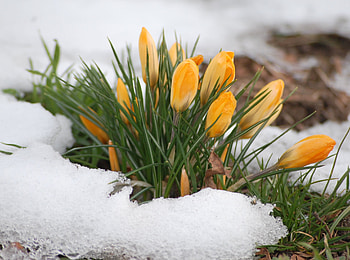 Plants, Flowers HD wallpaper