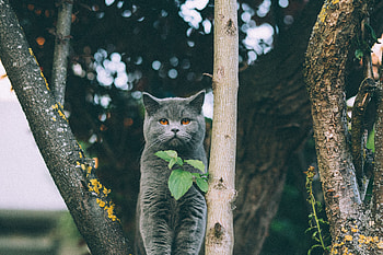 Animals, Leaves, Cat, Kitty, Kitten, Briton HD wallpaper
