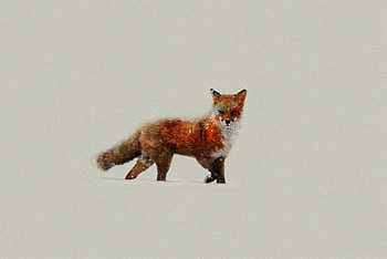 Fox Artist, fox, artist, animals HD wallpaper