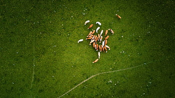 Drone shot of cows grazing in a lush green field in Stralsund, Germany. HD wallpaper