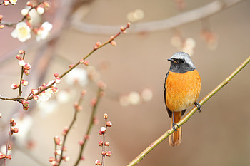 Blazing Redstart — Animal, Animal, redstart HD wallpaper
