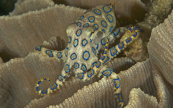 Blue ringed wonder, Underwater camouflage, Enigmatic cephalopod, Oceanic HD wallpaper