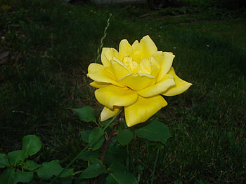 Yellow rose HD wallpaper