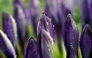 Drops, crocus, flowers, close up HD wallpaper