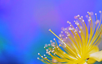 Spring Nature, spring, nature HD wallpaper