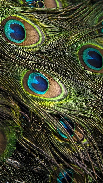 Peacock Feather, Bird Feather, Background HD phone wallpaper