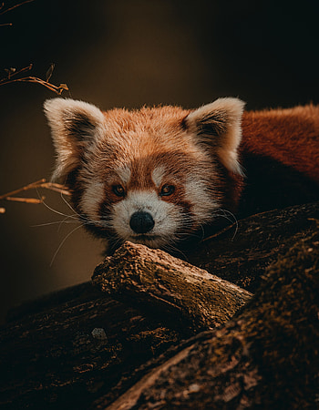 Animals, Wood, Tree, Brown, Wildlife, Animal, Little Panda, Small Panda HD phone wallpaper