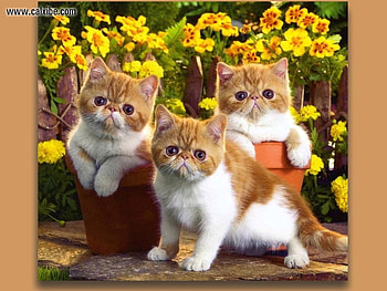 we are running for political office, sexy, adorable, politicians, candidates HD wallpaper
