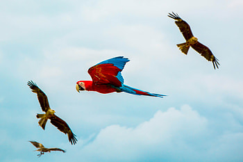 Parrot Birds Flying , parrot, birds, flying HD wallpaper