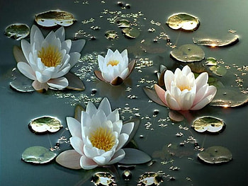 Nuferi Inlacrimati, nuferi, abstract, lac, tears, lacrimi, flowers, lake HD wallpaper