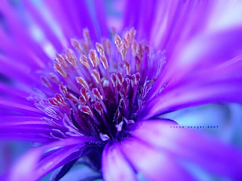 Crazy Beautiful, nature, flowers HD wallpaper