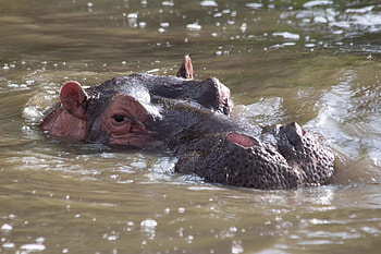 Hippos with runny noses, COVID-19 positive, Belgium, Animal health HD wallpaper
