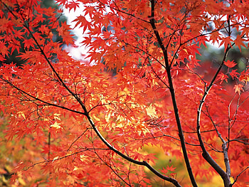 Plants, Leaves HD wallpaper