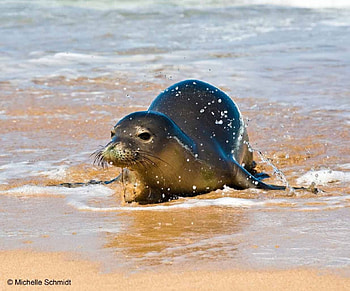 seal, sea, shore, sand, water HD wallpaper