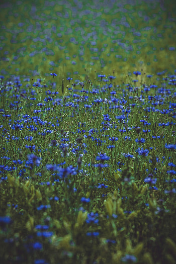 Flowers, Grass, Bloom, Flowering, Polyana, Glade, Lavender, Wildflowers HD phone wallpaper