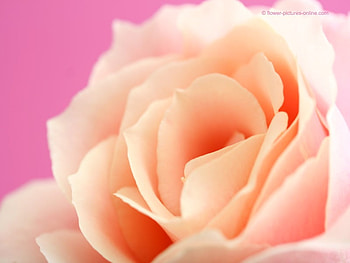pink whispers, whity one HD wallpaper