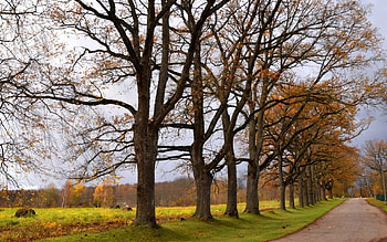 Autumn Road, autumn, trees, Latvia, road, field HD wallpaper