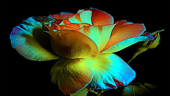 Love The Beauty, closeup, rose, colorful, loving, buds, flower, soft, blooms HD wallpaper