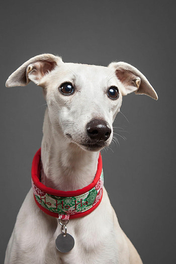 Szinta dog, Day afternoon, Whippet animals, Beautiful graphy HD phone wallpaper