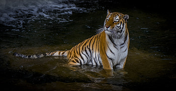 Adult Tiger , tiger, animals HD wallpaper