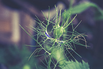 Nature, Plant, Blur, Smooth, Branch HD wallpaper