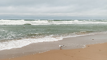 Seagull at Seafoam Shore — Quad, Sea, Seagull, Sand HD wallpaper