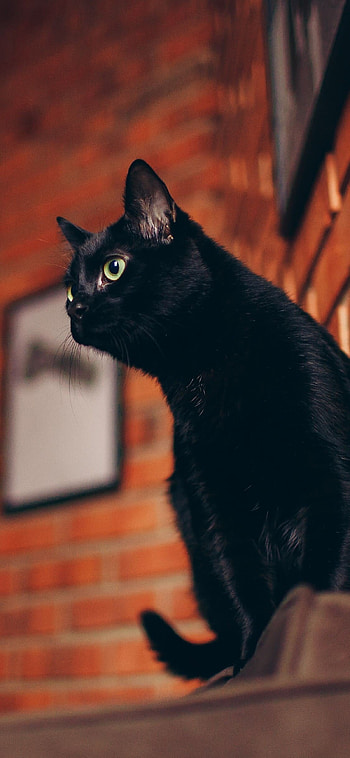 Playful cat, Mobile HD phone wallpaper