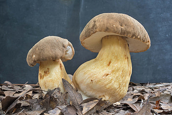 Porcini mushrooms, Boletus sect, Boletuspark College Station, Culinary gems HD wallpaper