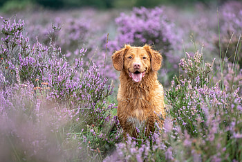 Animals, Dog, Protruding Tongue, Tongue Stuck Out, Retriever, Golden Retriever, Lavender HD wallpaper