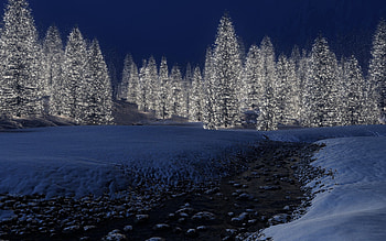 Snow Trees, snow, trees, nature HD wallpaper